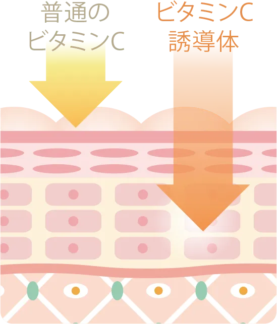 4種のビタミンC誘導体を配合